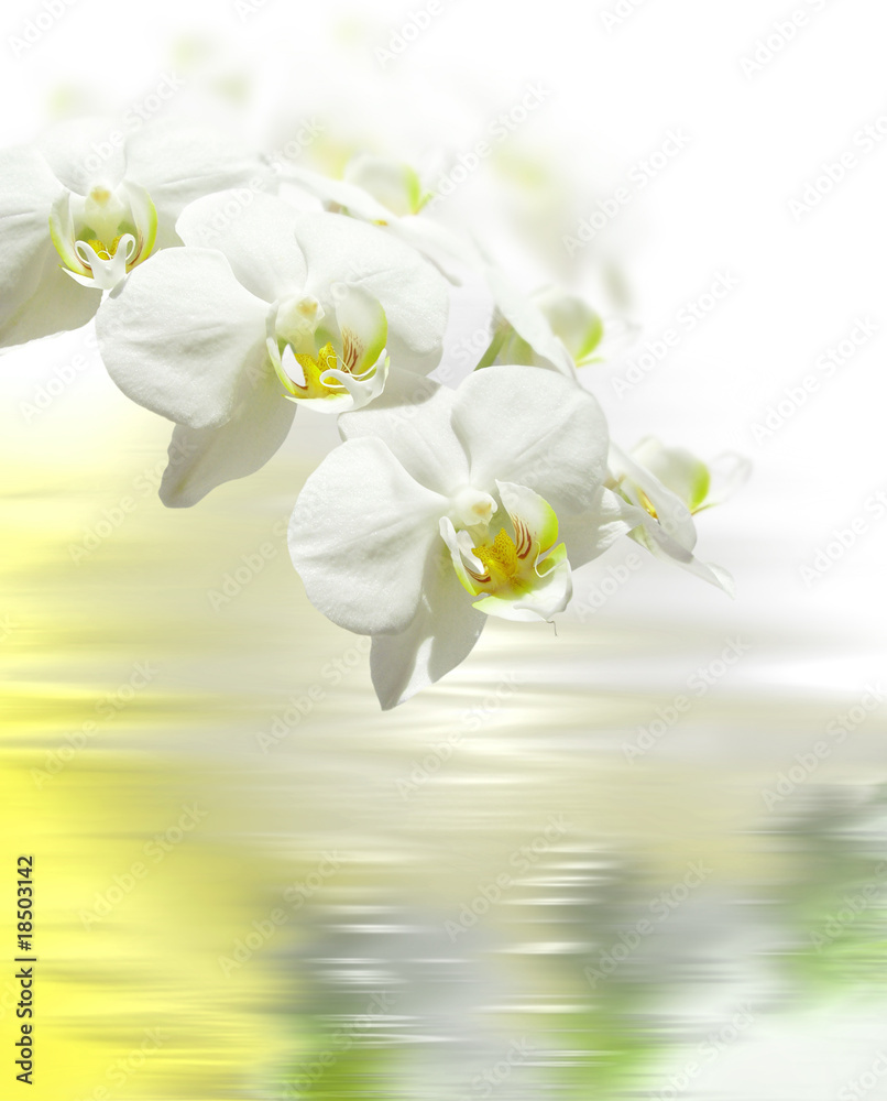 Obraz premium white orchid on the water