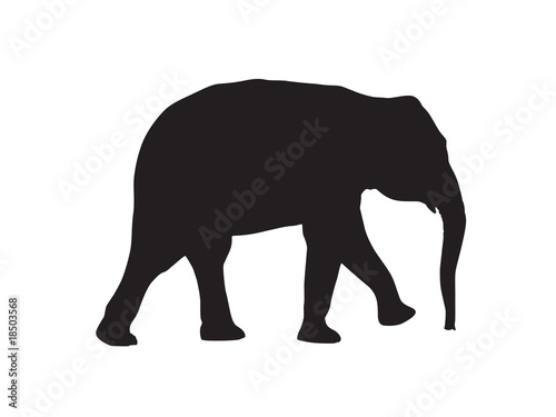 Elefant - Silhouette