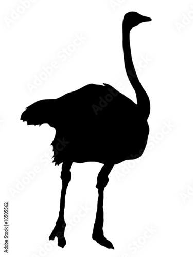 silhouette of ostrich