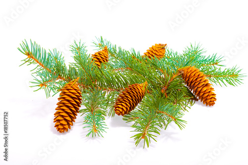 Cones on the branch isolated