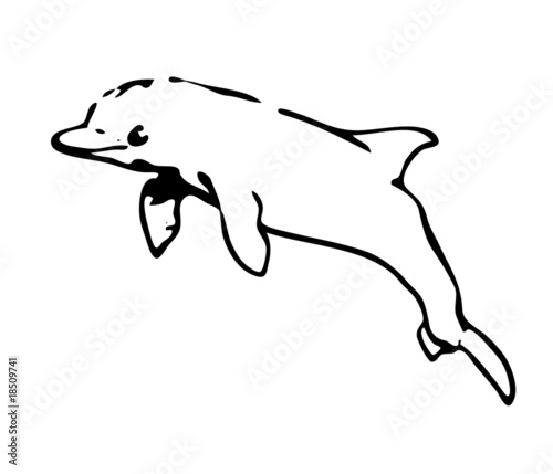 bottlenose dolphin