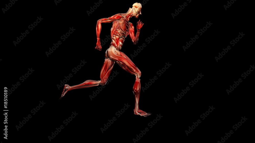 Silhouette musculature running,loop,alpha channel Silhouette musculature running,loop,alpha channel