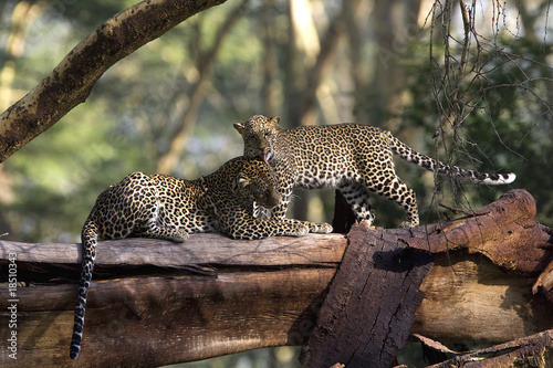 Leopard's cuddles