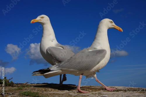 A pair of herring gulls