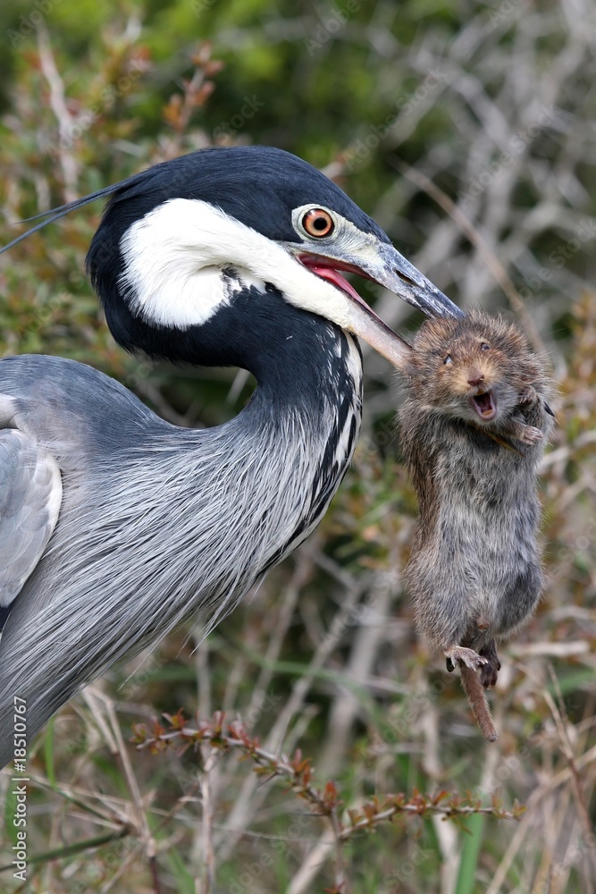 Naklejka premium Heron Bird and Rat