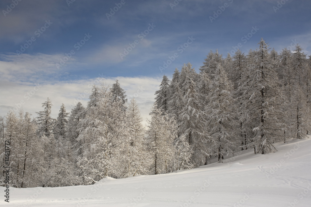 Fototapeta premium Winter