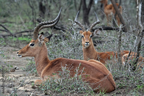 Impalas, Südafrika