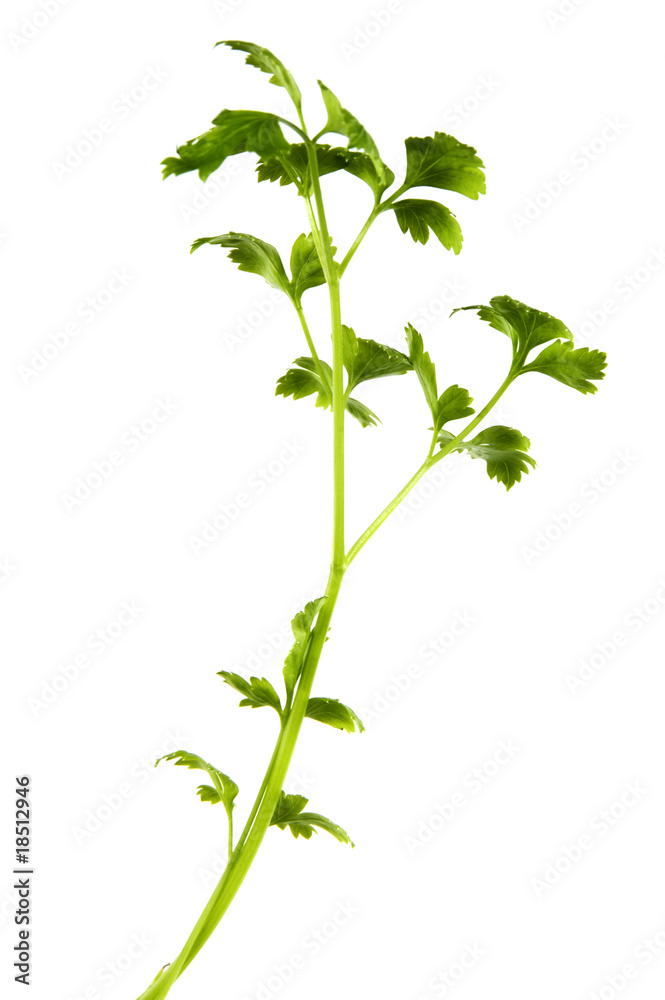 ground with green parsley on a white background. ground with green parsley on a white background.