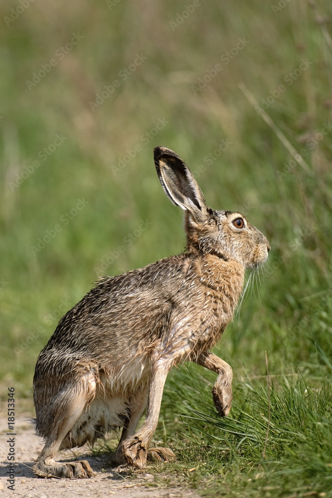 Fototapeta premium Feldhase auf der Flucht