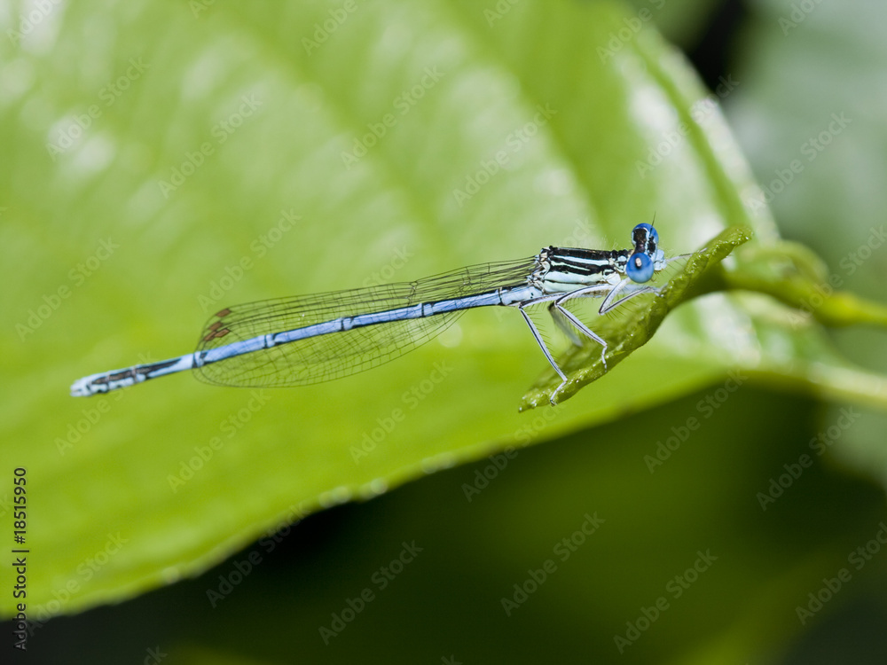 Blue dragonfly with huge eyes on green leaf, close up Blue dragonfly with huge eyes on green leaf, close up