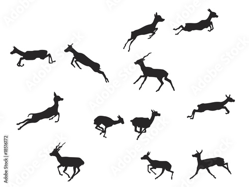 blackbuck antelope in jumping gait