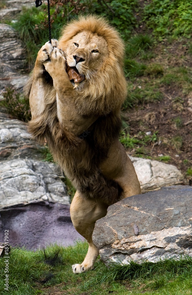 Obraz premium Lion