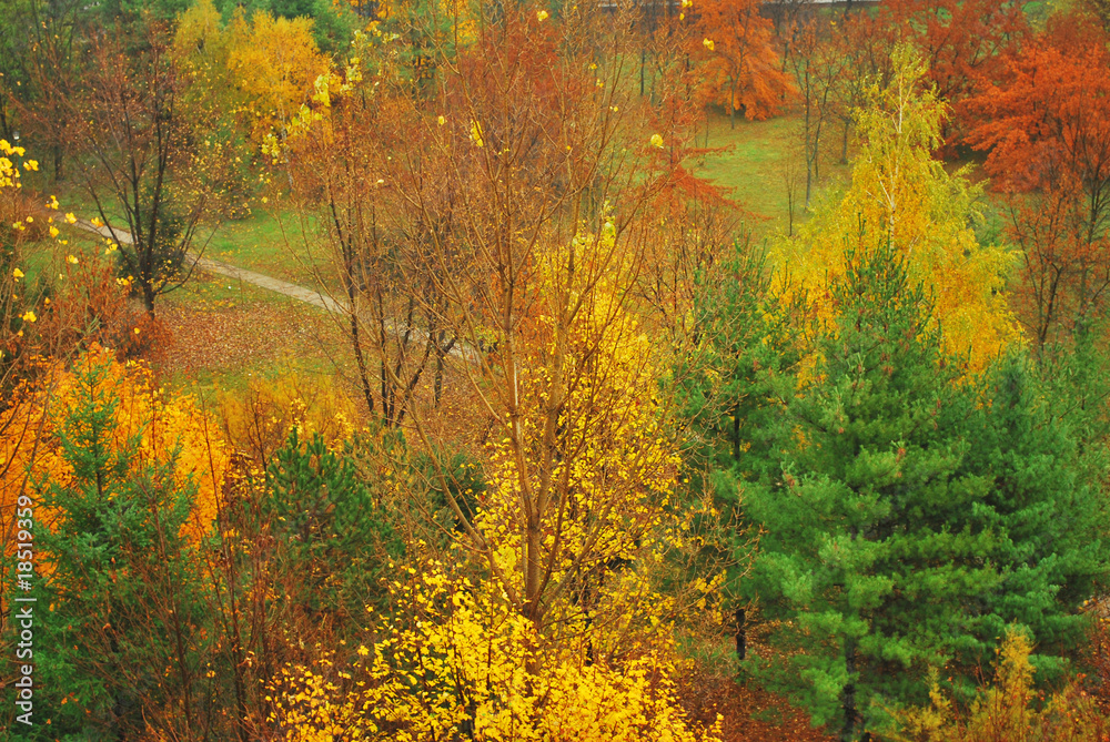Fototapeta premium Autumn Forest