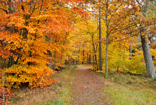 Road inside the autumn's forest © Piotr Wawrzyniuk