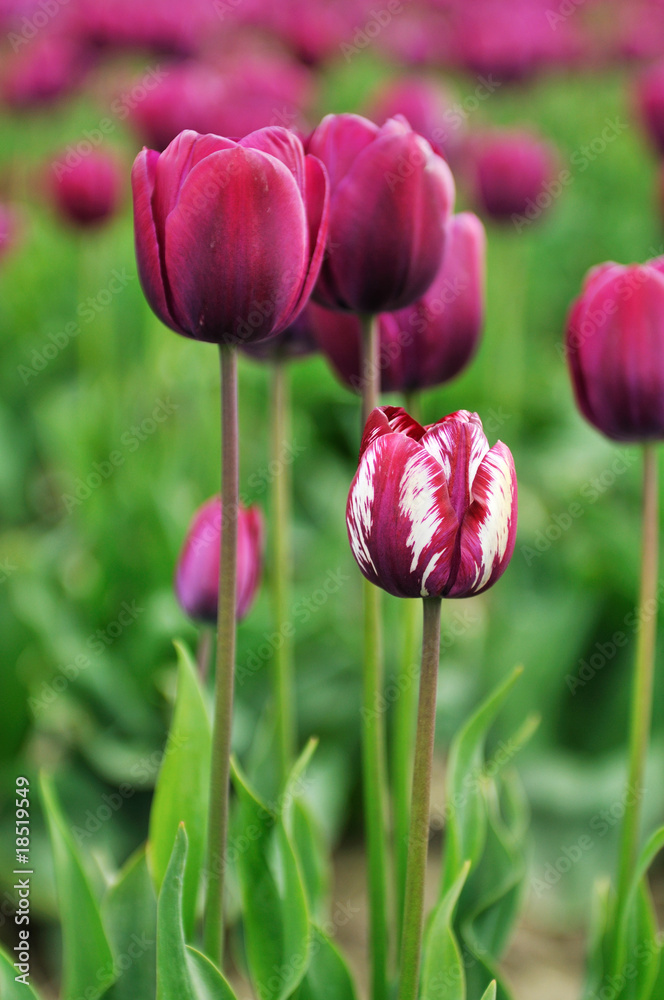 purple and white tulips in skagit valley field