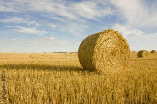 Hay bale in sunny field