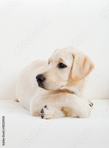 Cute labrador dog © ikostudio