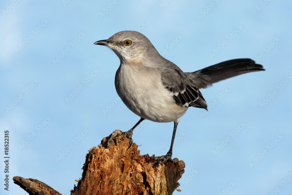 Fototapeta premium Northern Mockingbird (Mimus polyglottos)