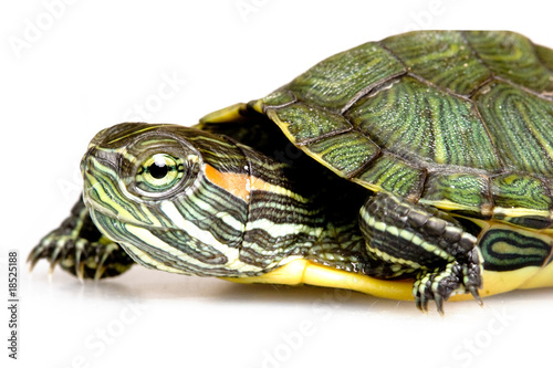 Red-eared Slider photo