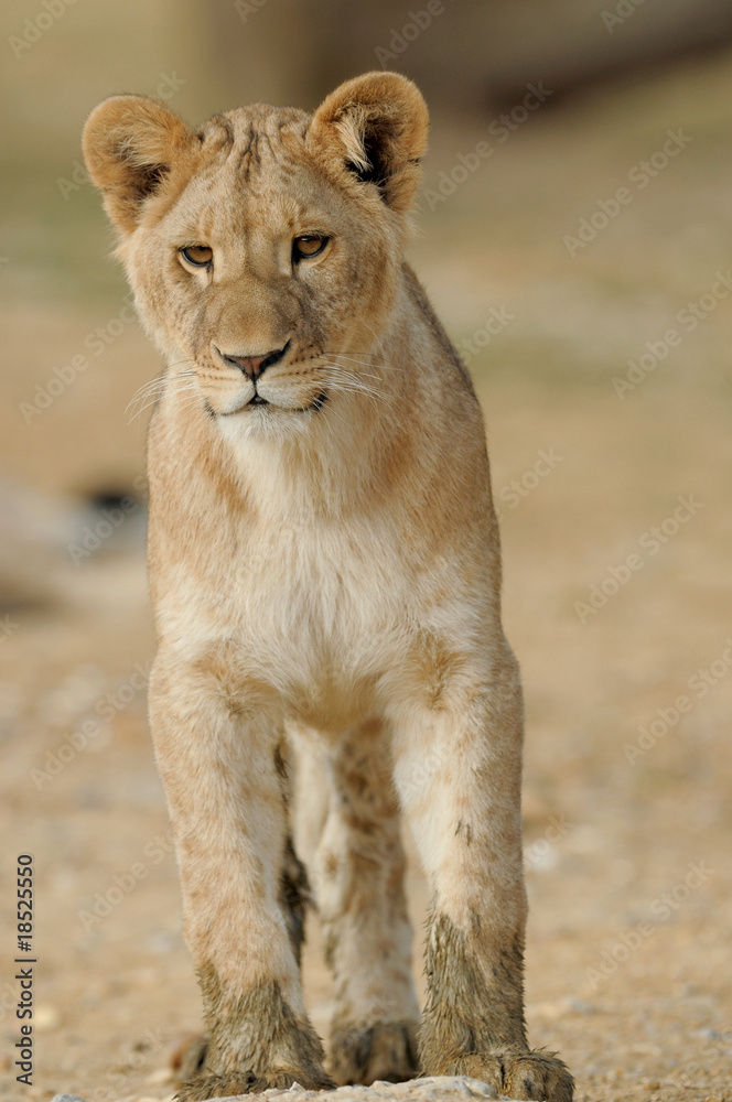 Obraz premium femelle