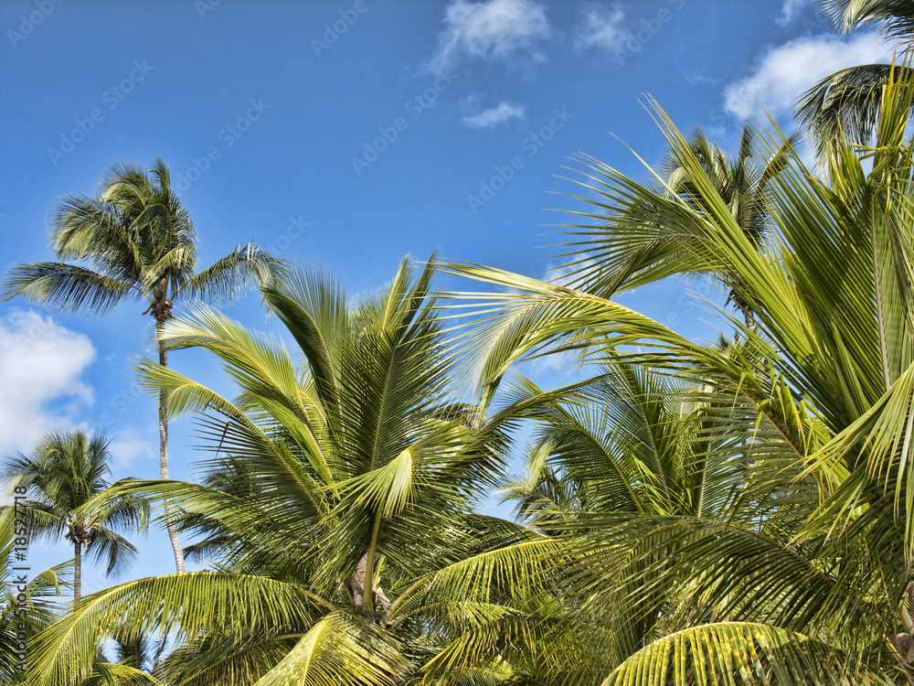 Fototapeta premium Santo Domingo, Republica Dominicana