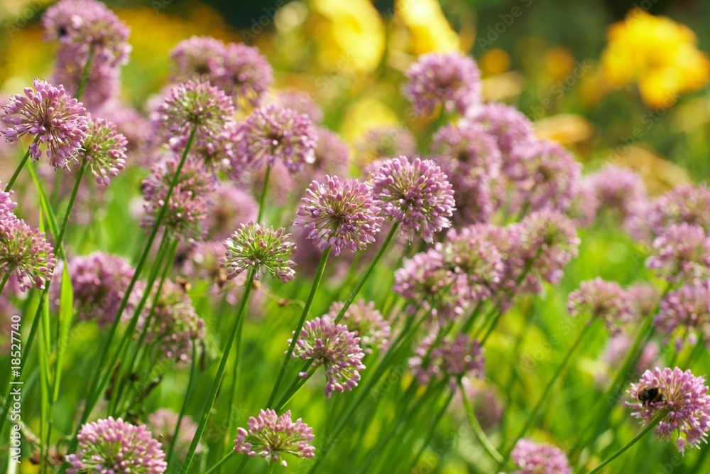Flowers of some allium