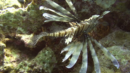 Lionfish in the coral reef