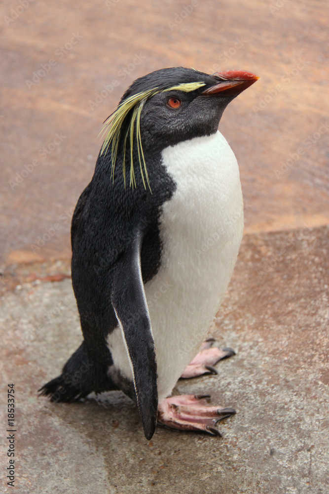 Fototapeta premium Rockhopper penguin
