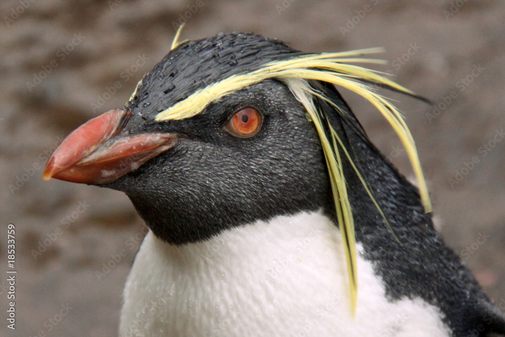 Obraz premium Rockhopper penguin looking at camera