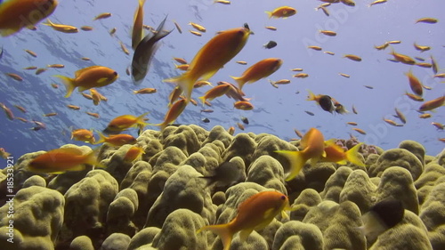 Coral reef - Marine life