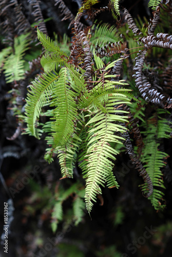 fern - genus Sticherus leaves closeup