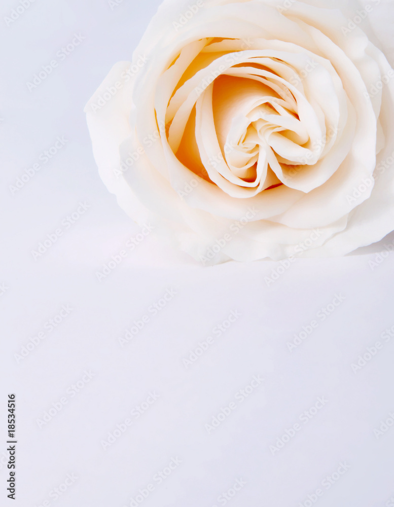 Flower card Flower card