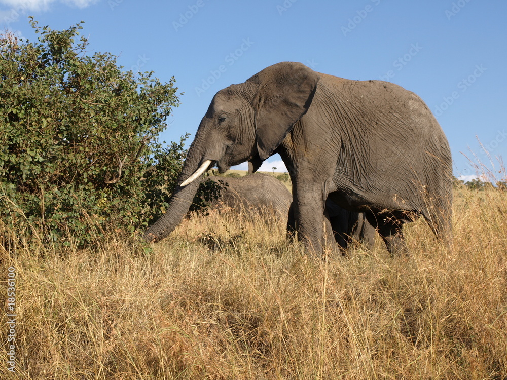 Obraz premium Vieil éléphant solitaire