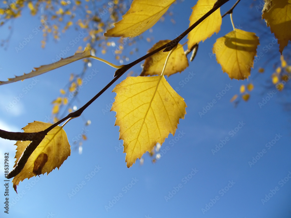 Obraz premium Birch branch