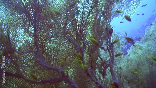 Coral reef - Giant Gorgonia