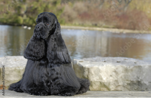 фотографія american cocker spaniel sitting by river