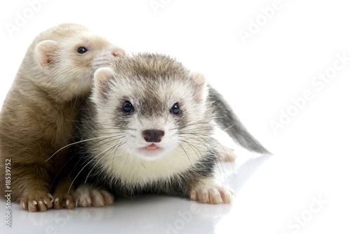 A couple of young ferrets.