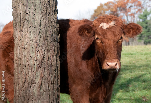 Cow with Cold photo