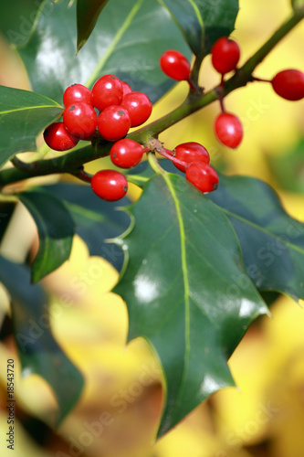 houx commun, ilex aquifolium