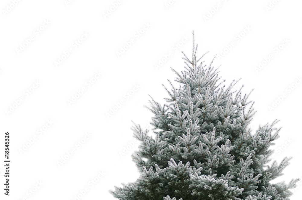 Tannenbaum im Wald für Weihnachten
