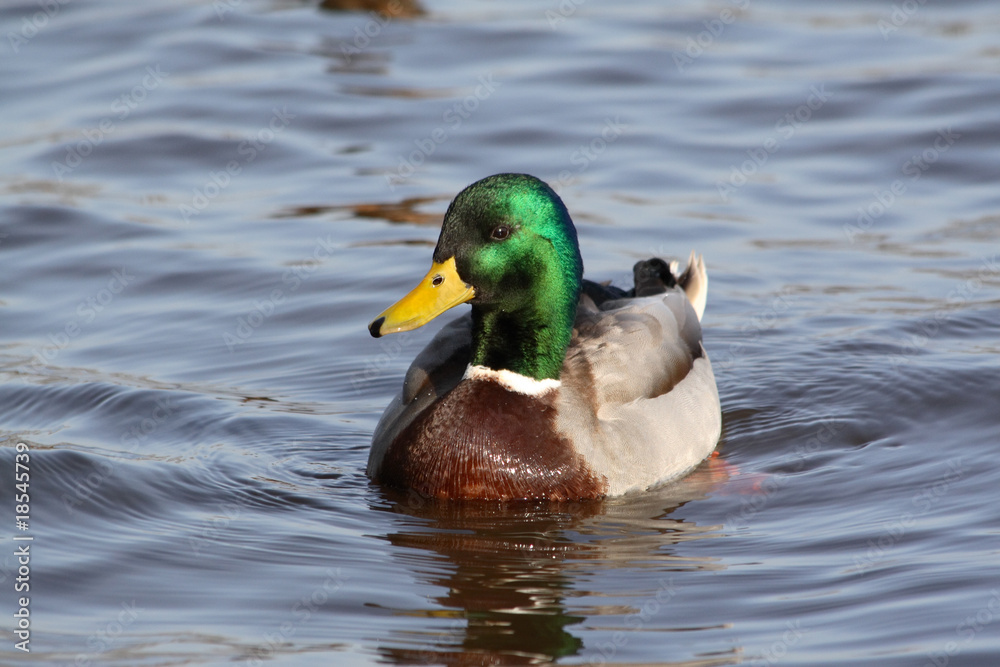 Erpel auf dem See Erpel auf dem See