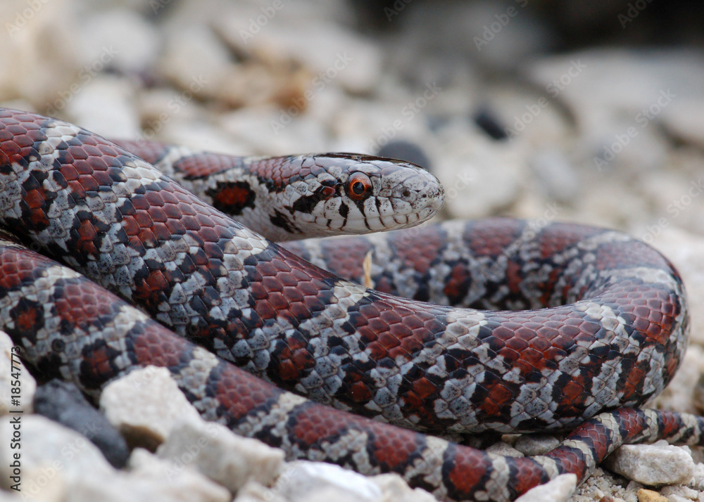 Obraz premium Milk Snake