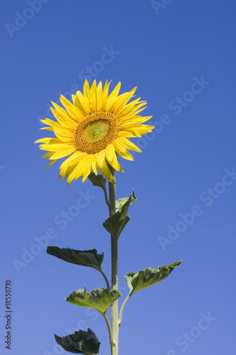 sunflower during a sunny day