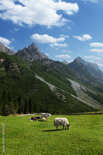 Bergidylle mit Yaks im Stubaital, Tirol,Oestereich.