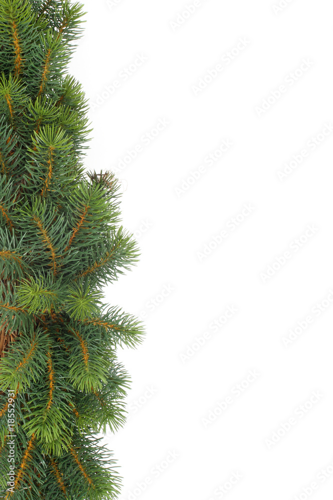 fir tree natural background - christmas fir tree natural background - christmas