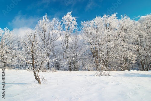 Winter icy forest © Pavlo Vakhrushev