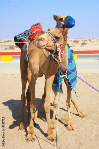 Robot controlled camel racing © Sean Nel