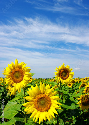 Fototapeta Naklejka Na Ścianę i Meble -  sunflowers field