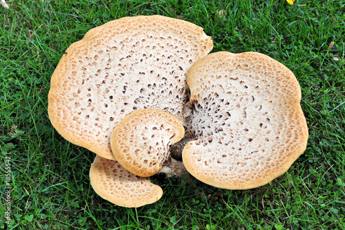 Pilz, Schuppiger Porling auf einer Wiese photo