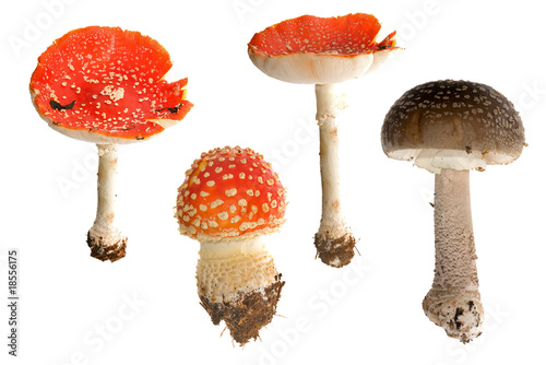 four fly-agaric mushrooms